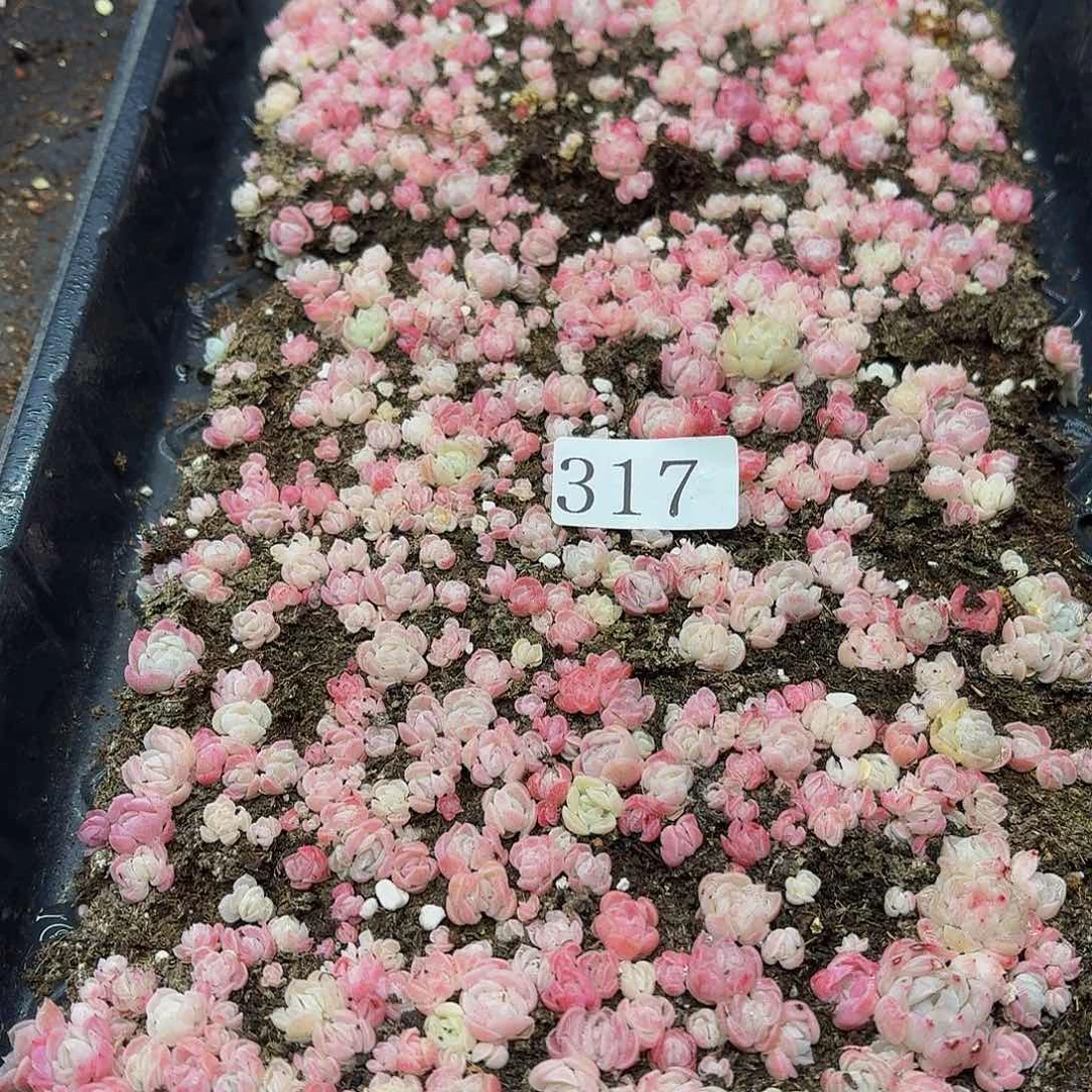 多肉植物多肉植物317