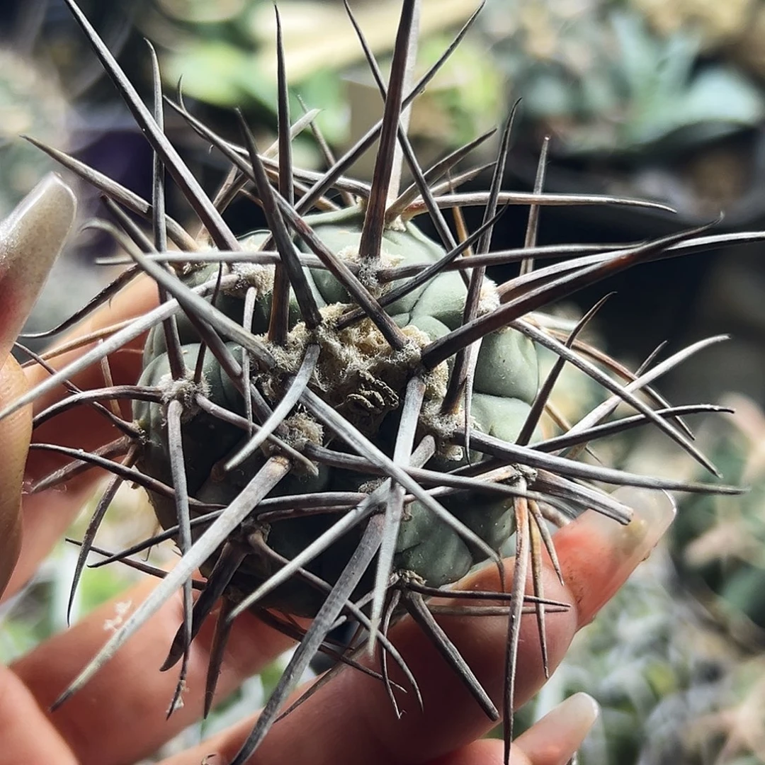 超刺有根仙人球666666