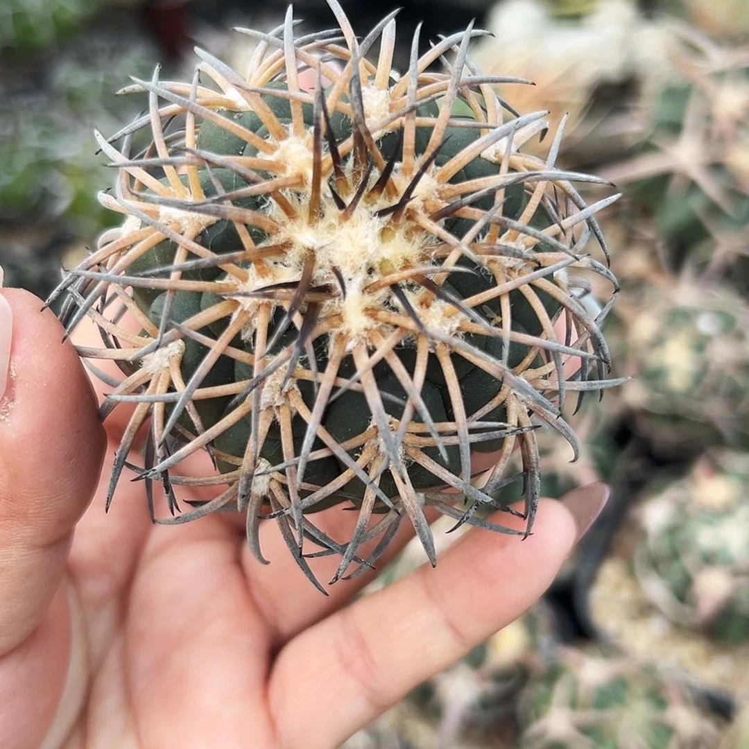 掘刺天平仙人球66666