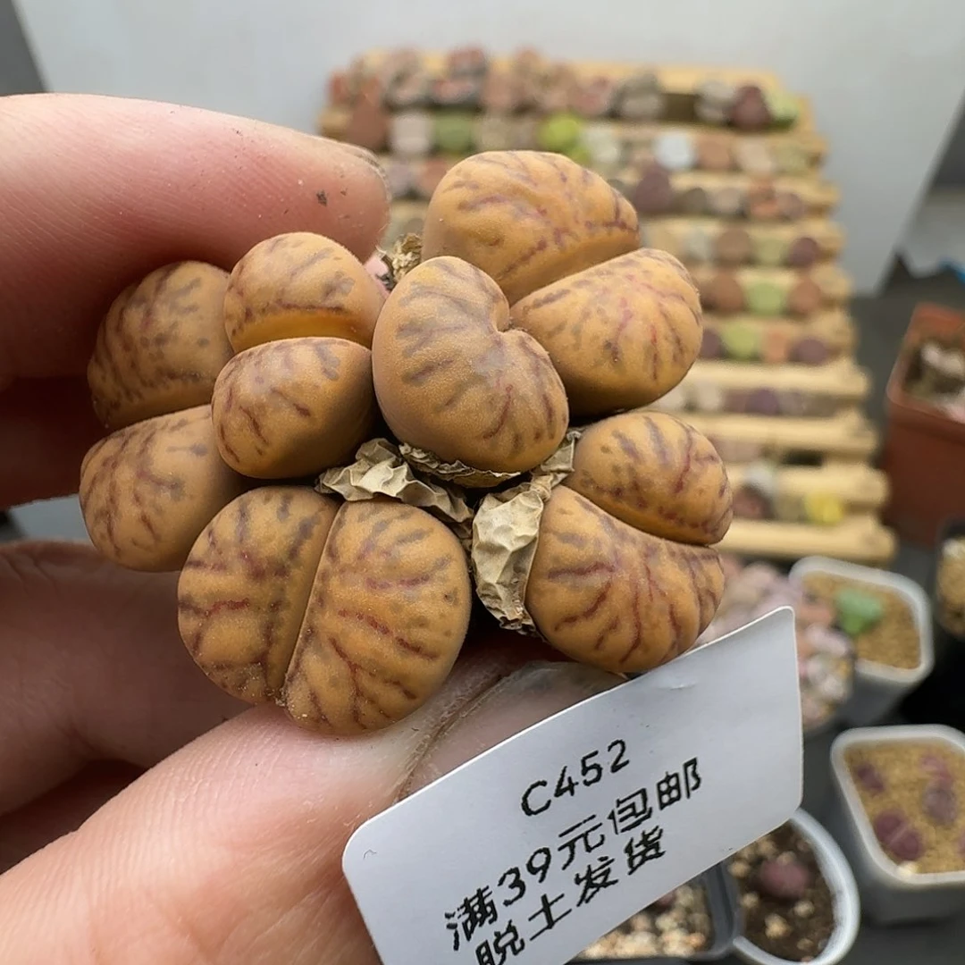 452哈哈哈哈哈哈哈哈