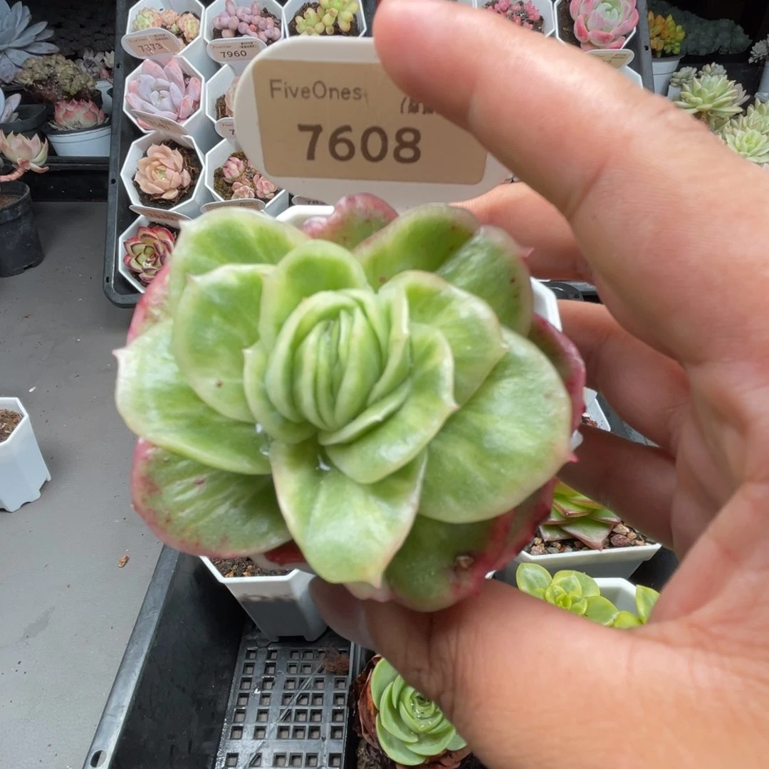 7608冰玫瑰5.0厘米