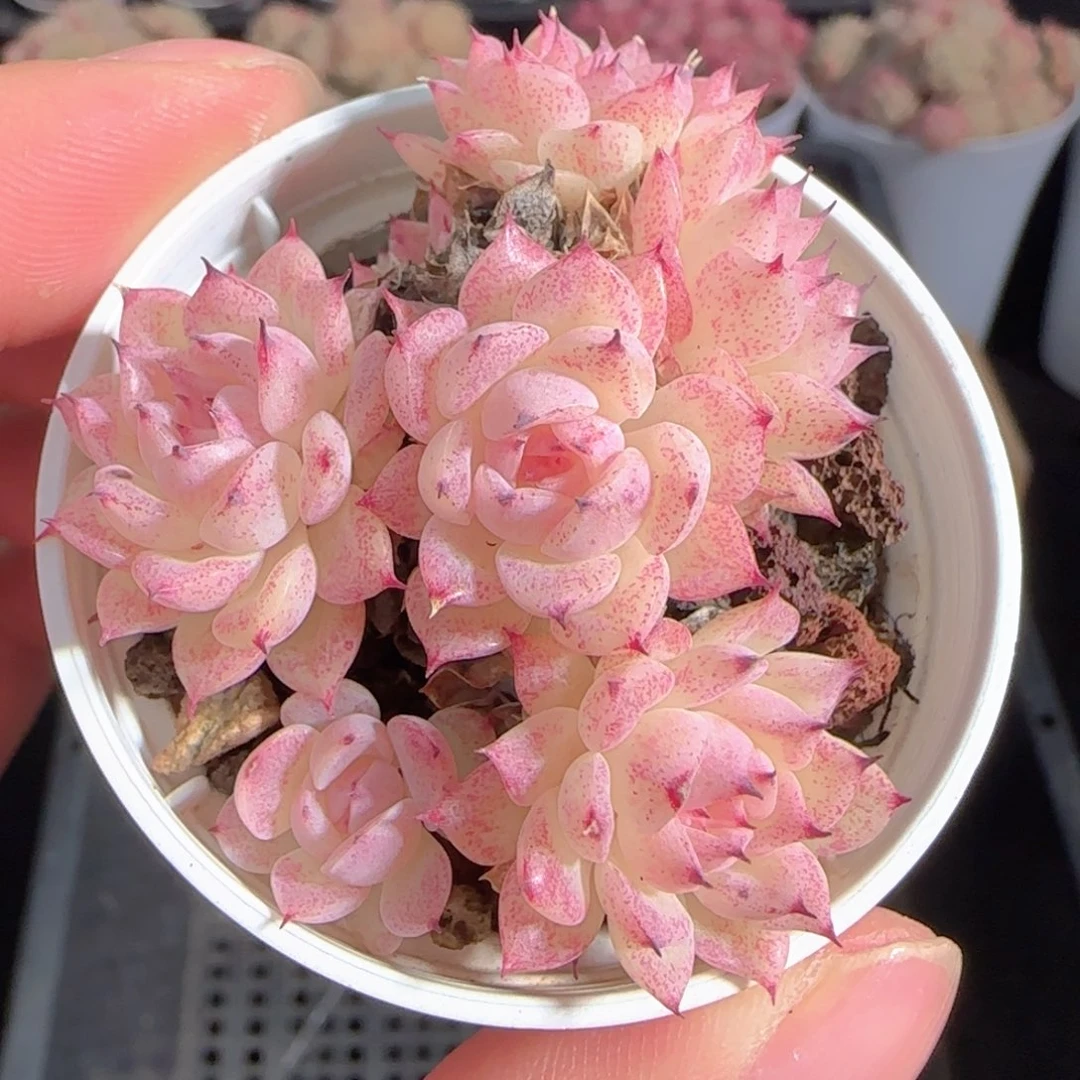 多肉0101-66小魔仙