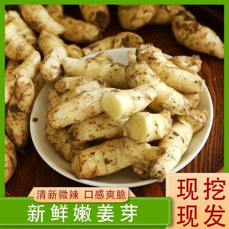2025年新鲜现挖嫩姜芽泡姜凉拌腌制小嫩姜芽醋泡姜B生姜嫩姜