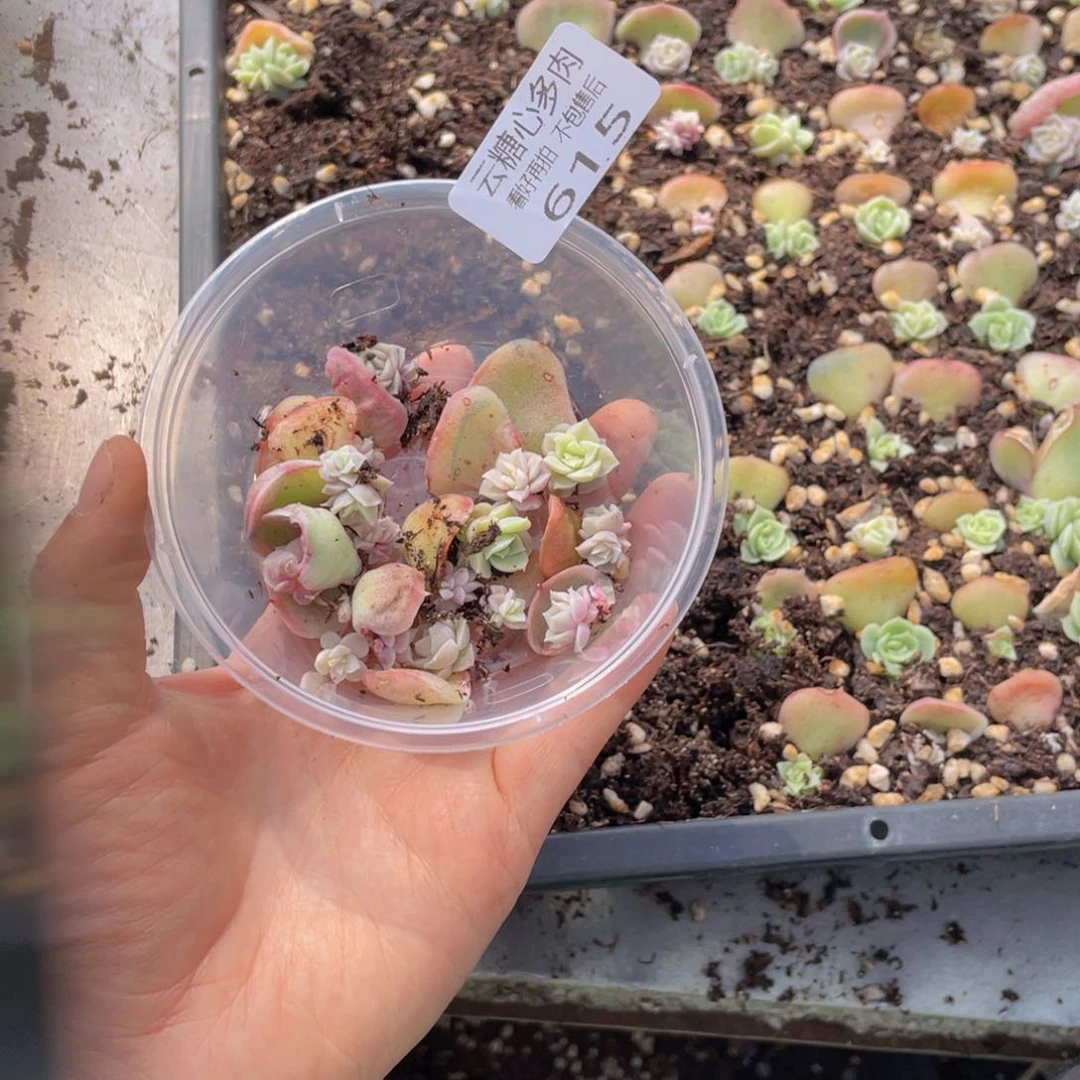 云糖心多肉植物615