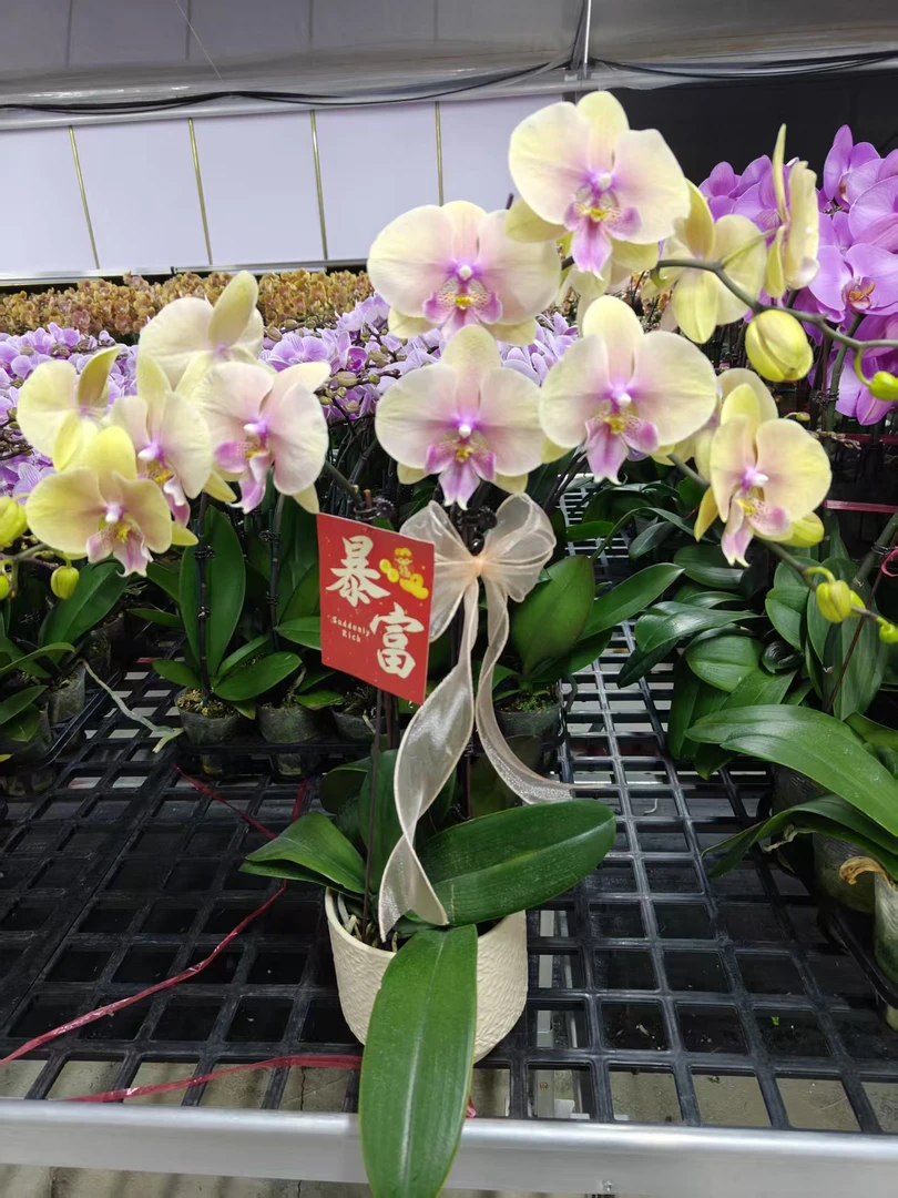 蝴蝶兰【蜜桃】鲜花盆栽室内观赏花花佛山基地直发好养易活