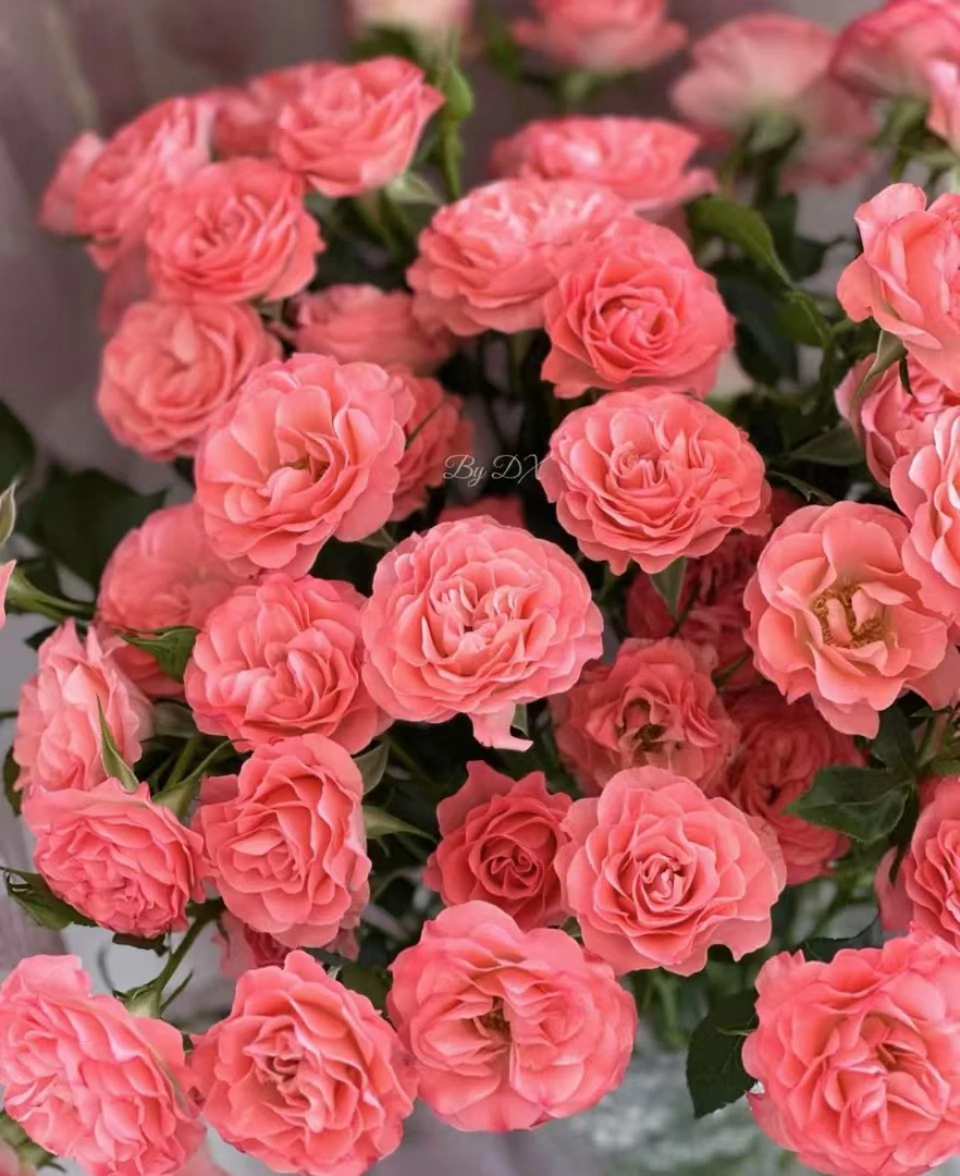 粉色华尔兹多头玫瑰泡泡玫瑰水培鲜花