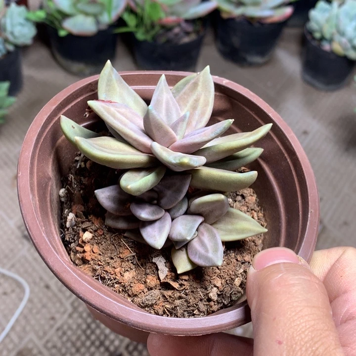 风***淡019 满28包邮脱土发货