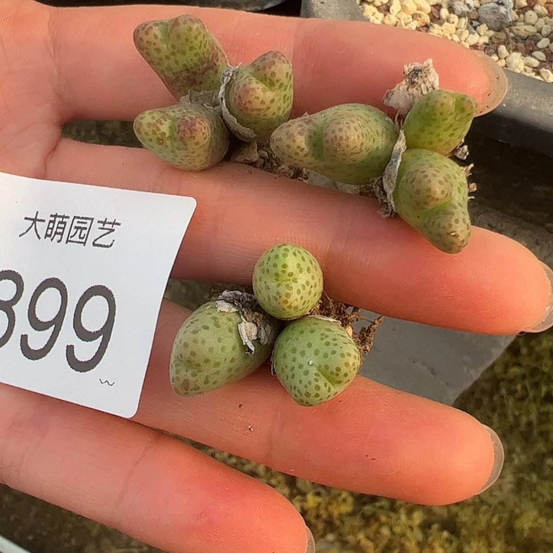 量拍以下1颗草莓斑马。899