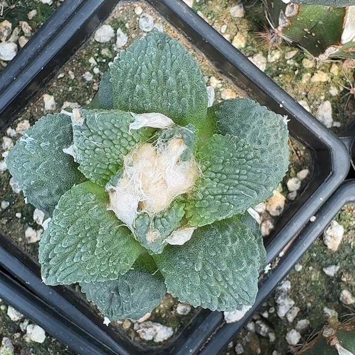 荔枝纹怒涛苗接可落地
