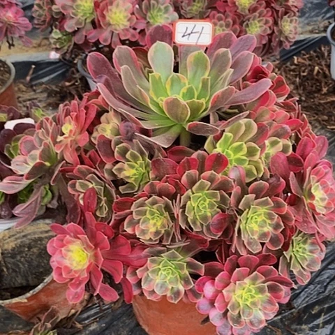 萨***哥凤冠老桩捧花41号
