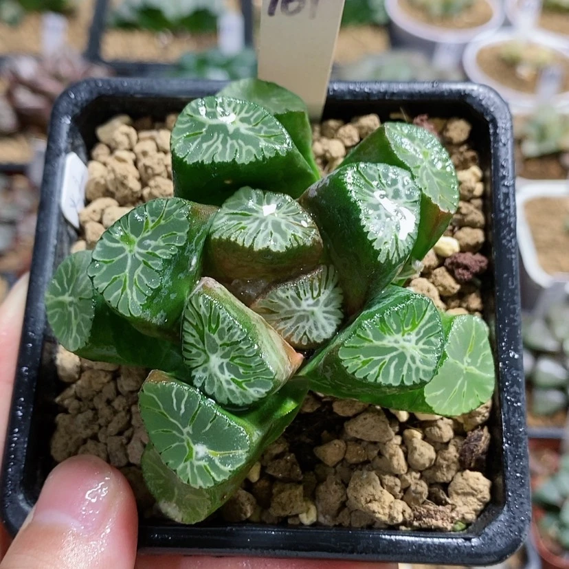 【闪购商品】161火之鸟
