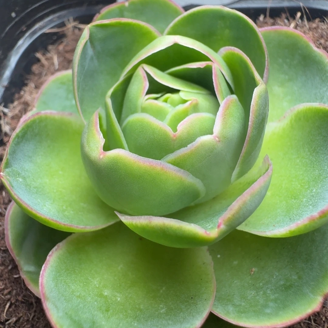 楹楹-58冠幅  5cm