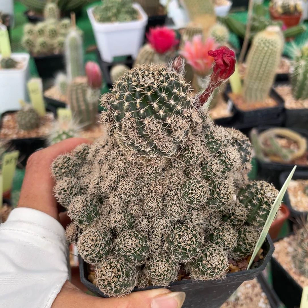 鹿角柱实生仙人球乌艳丸