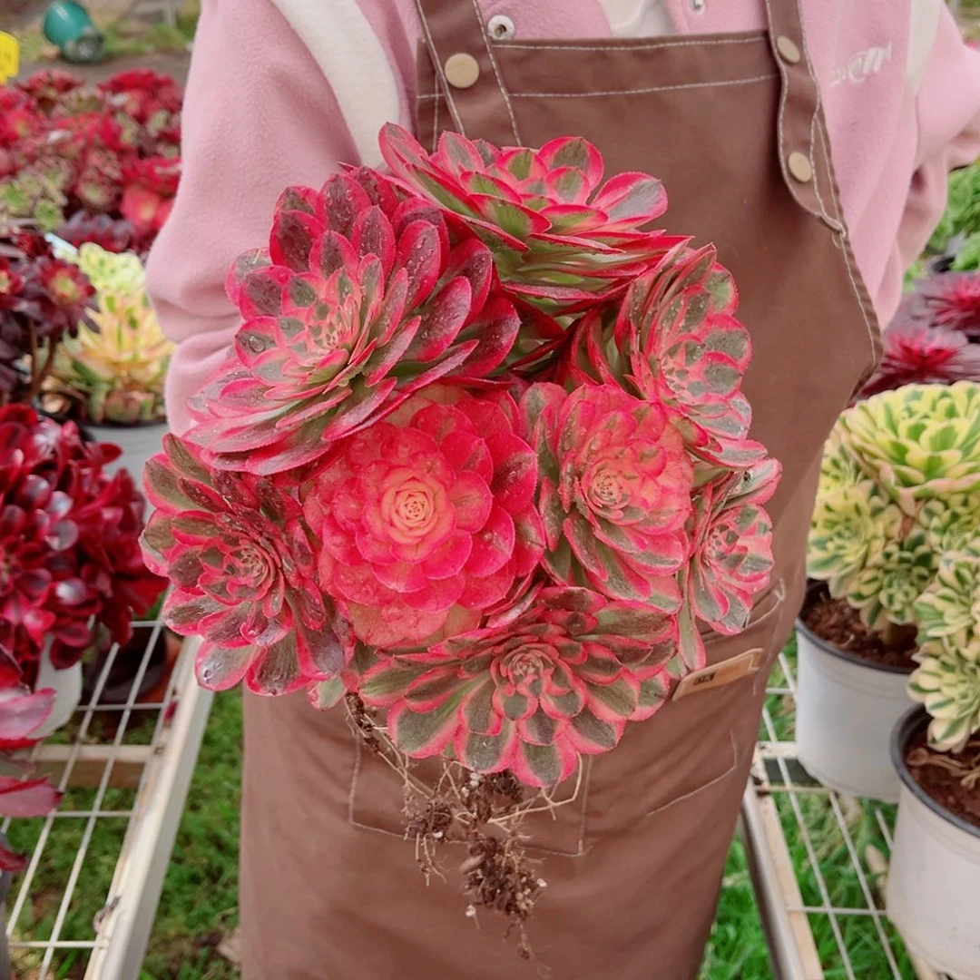 大号荔枝量拍多肉法师（白体）