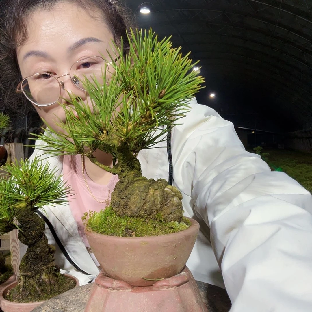 中**绣三河黑松盆景