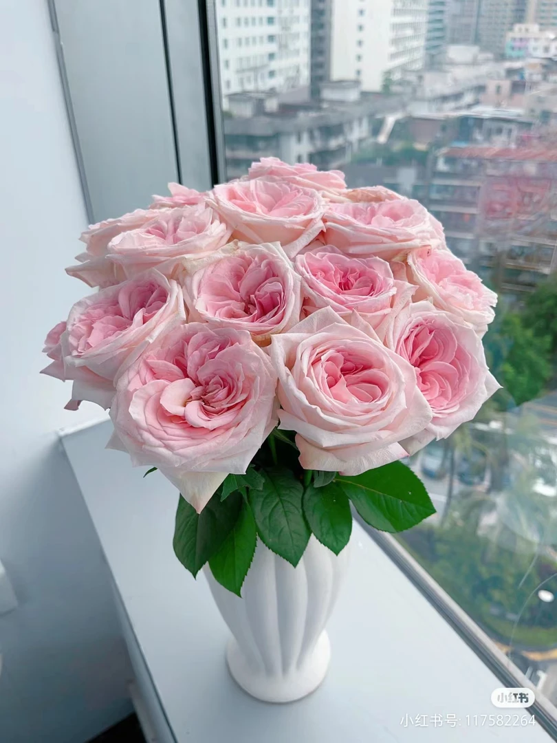 粉荔枝玫瑰【收到花一定要醒花,不会的请联系客服】
