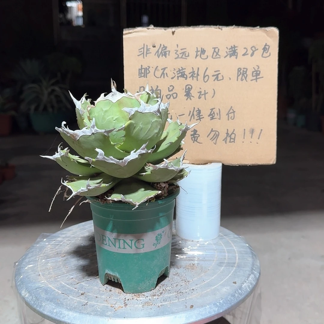 完全开放螃仁王王冠龙舌兰