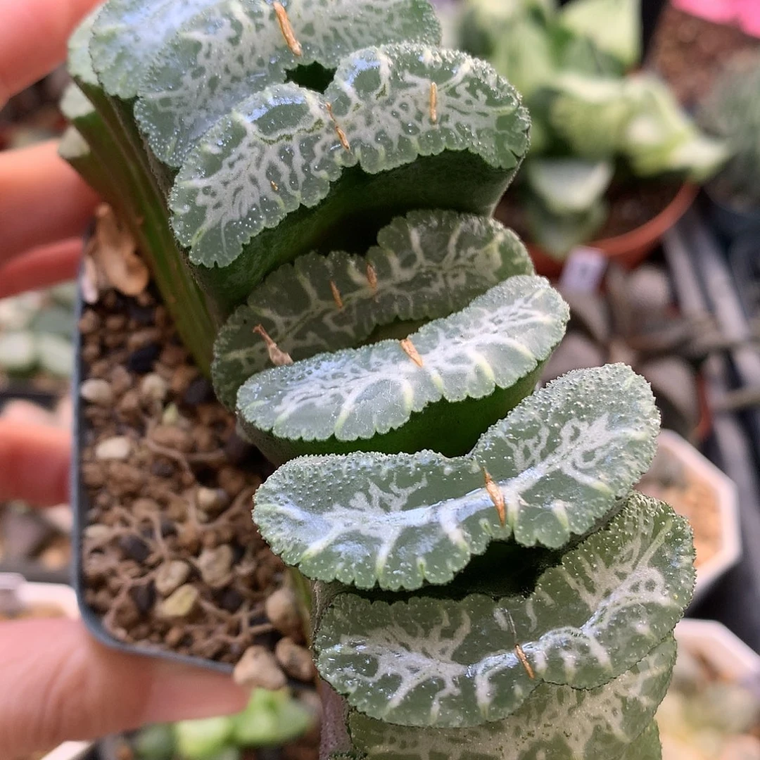 实生母本大玉扇带盆土发货ton