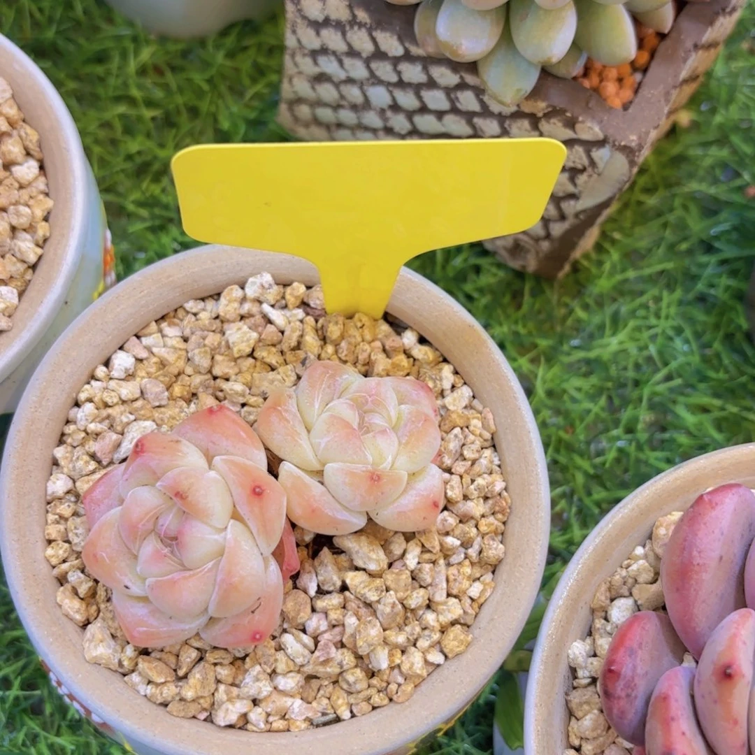 ~****我的小可爱们都好可爱啊呜呜