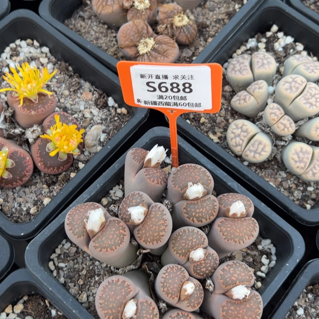 688 一物一拍，默认有伤，介意勿拍，不退不换