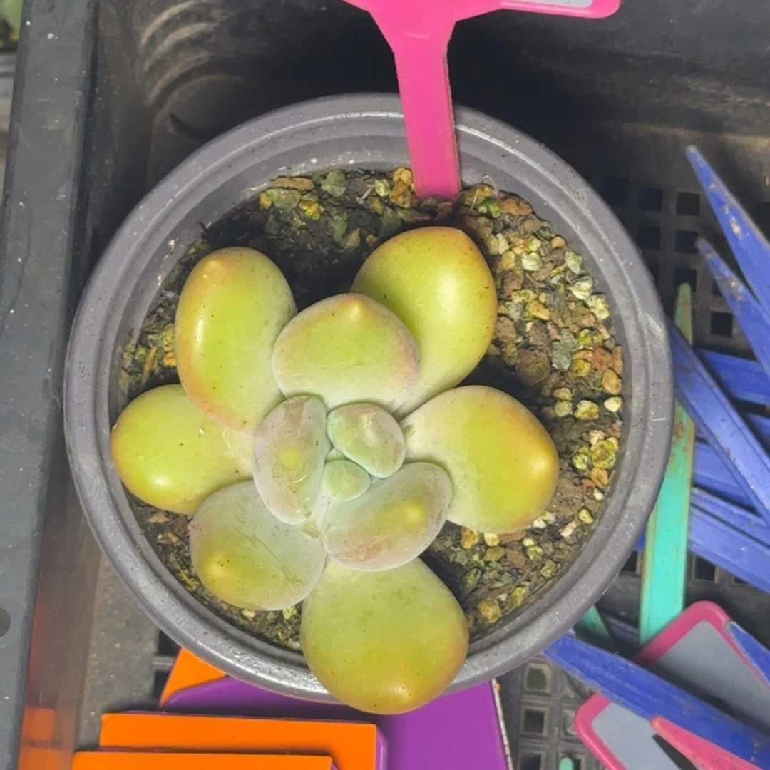 多肉植物x系刚果奶307