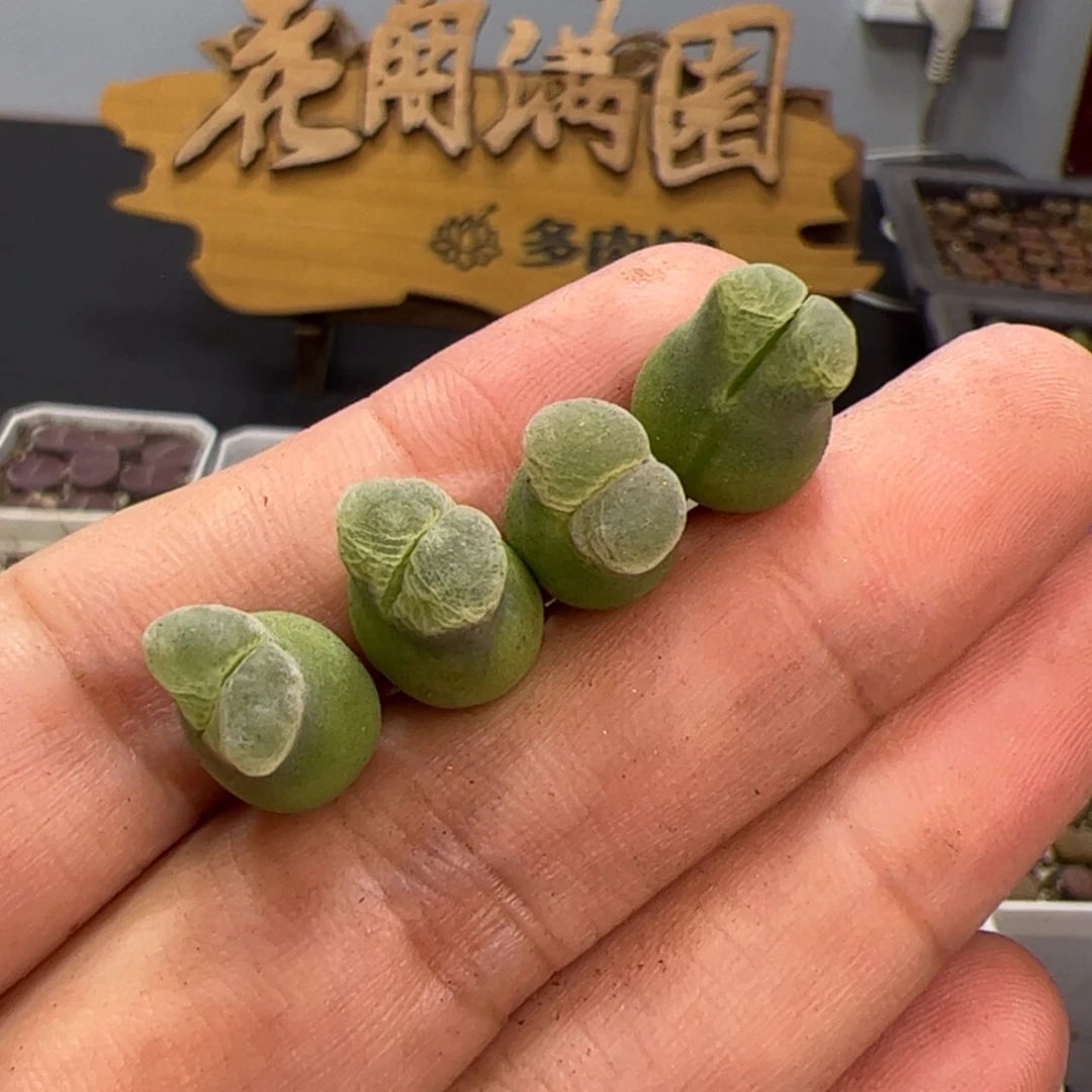 【闪购商品】000000018