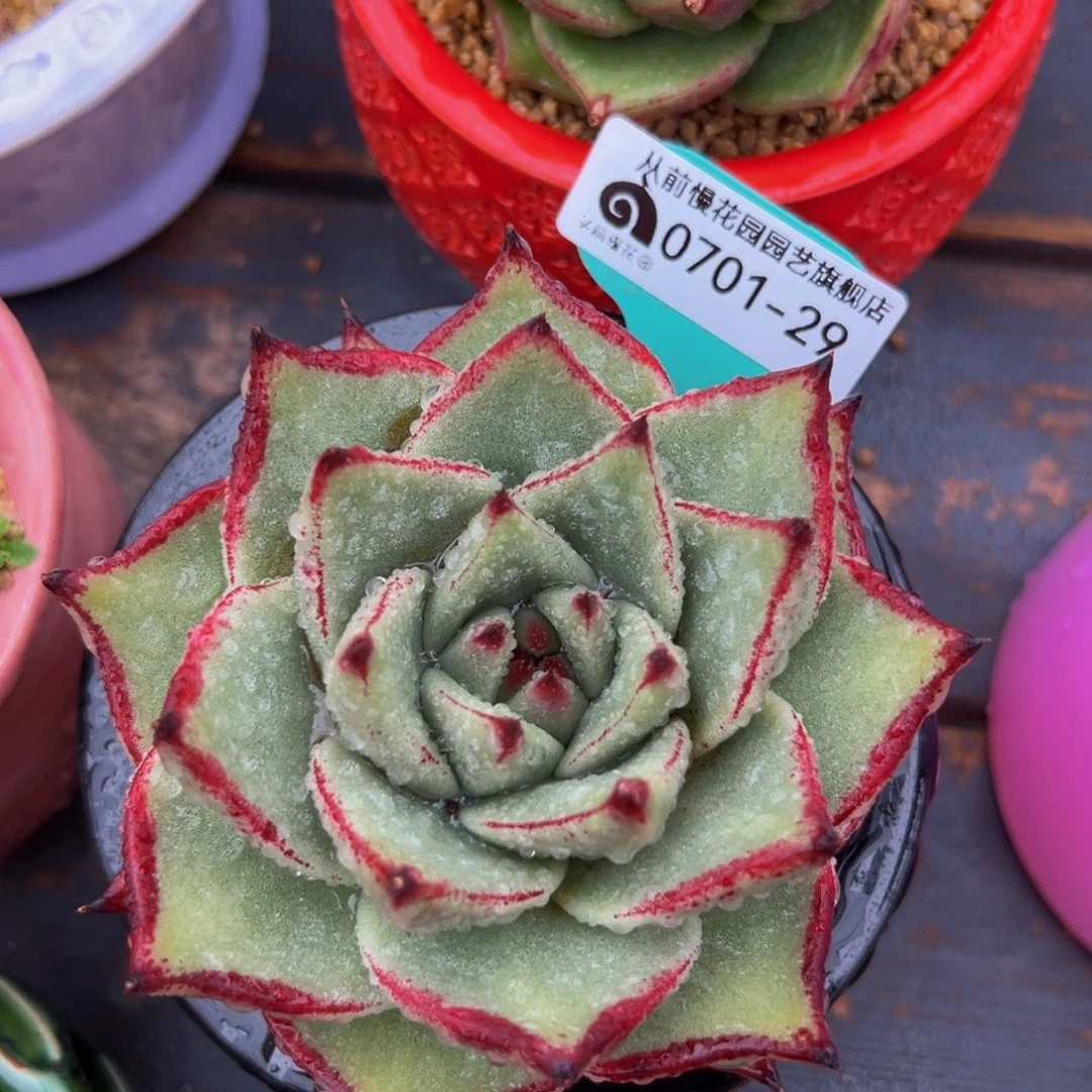 多肉一物一拍0701-29