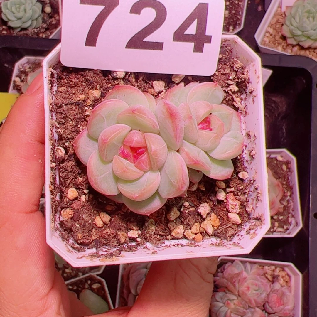 琴心多肉植物双头