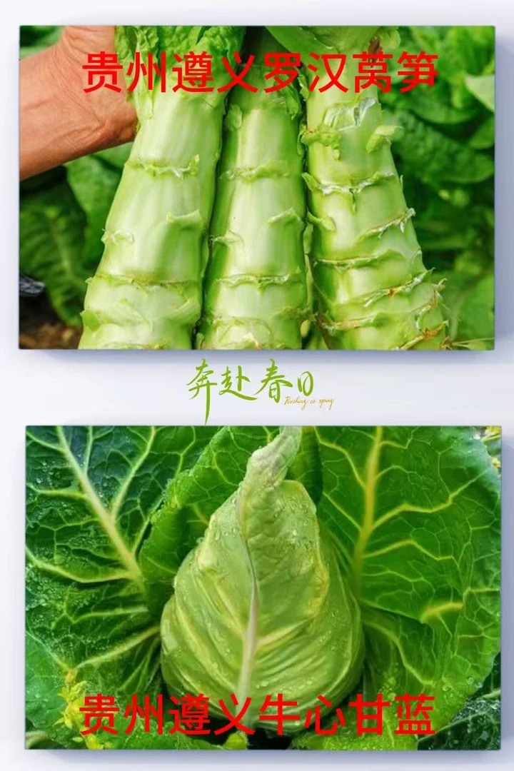 罗汉莴笋+牛心甘蓝