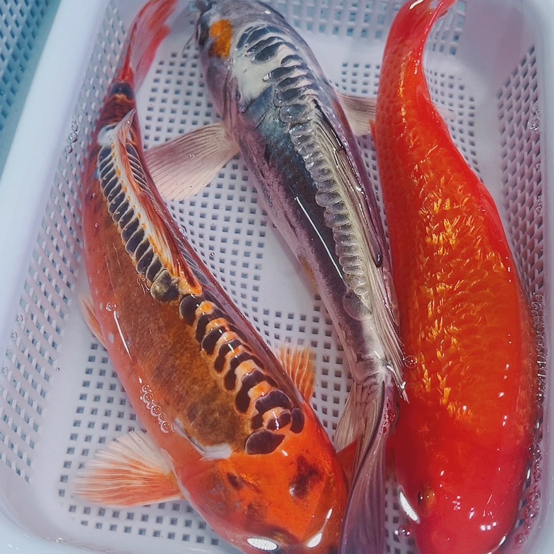 锦鲤锦鲤冷水鱼观赏140