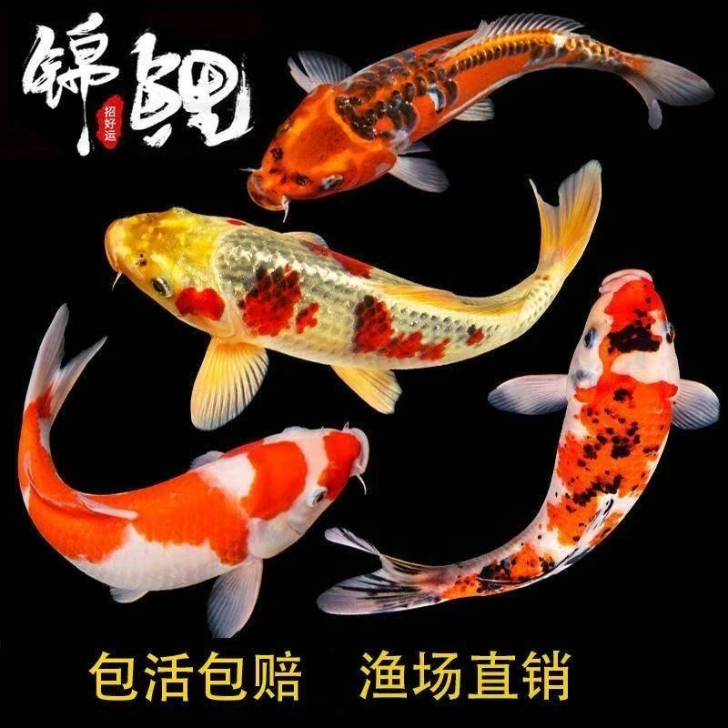 纯种锦鲤观赏鱼冷水鱼红白大正三色德系多种花色好养耐活