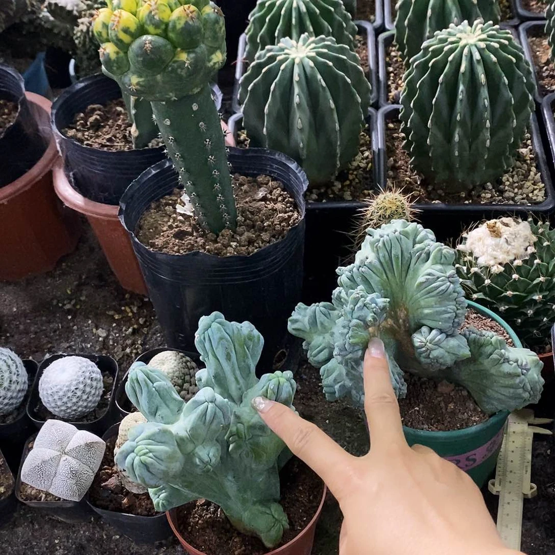 山花花草草花花草草