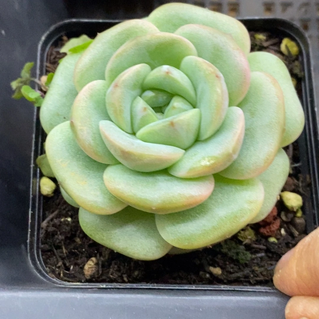 精品多肉一物一拍不包整27