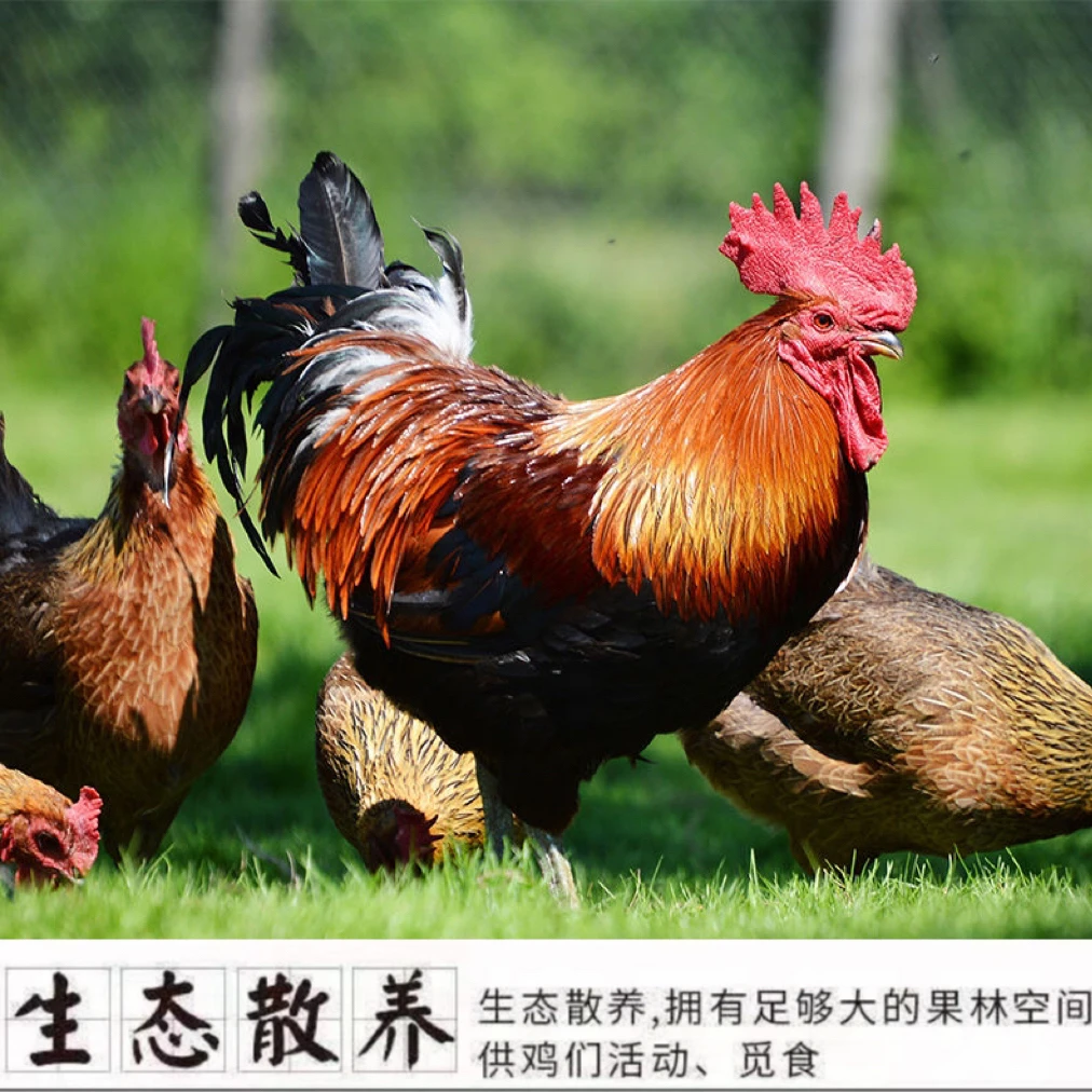 农村山林散养一年土公鸡，两只，送鸡胗，总净重9斤以上（每只4斤上）