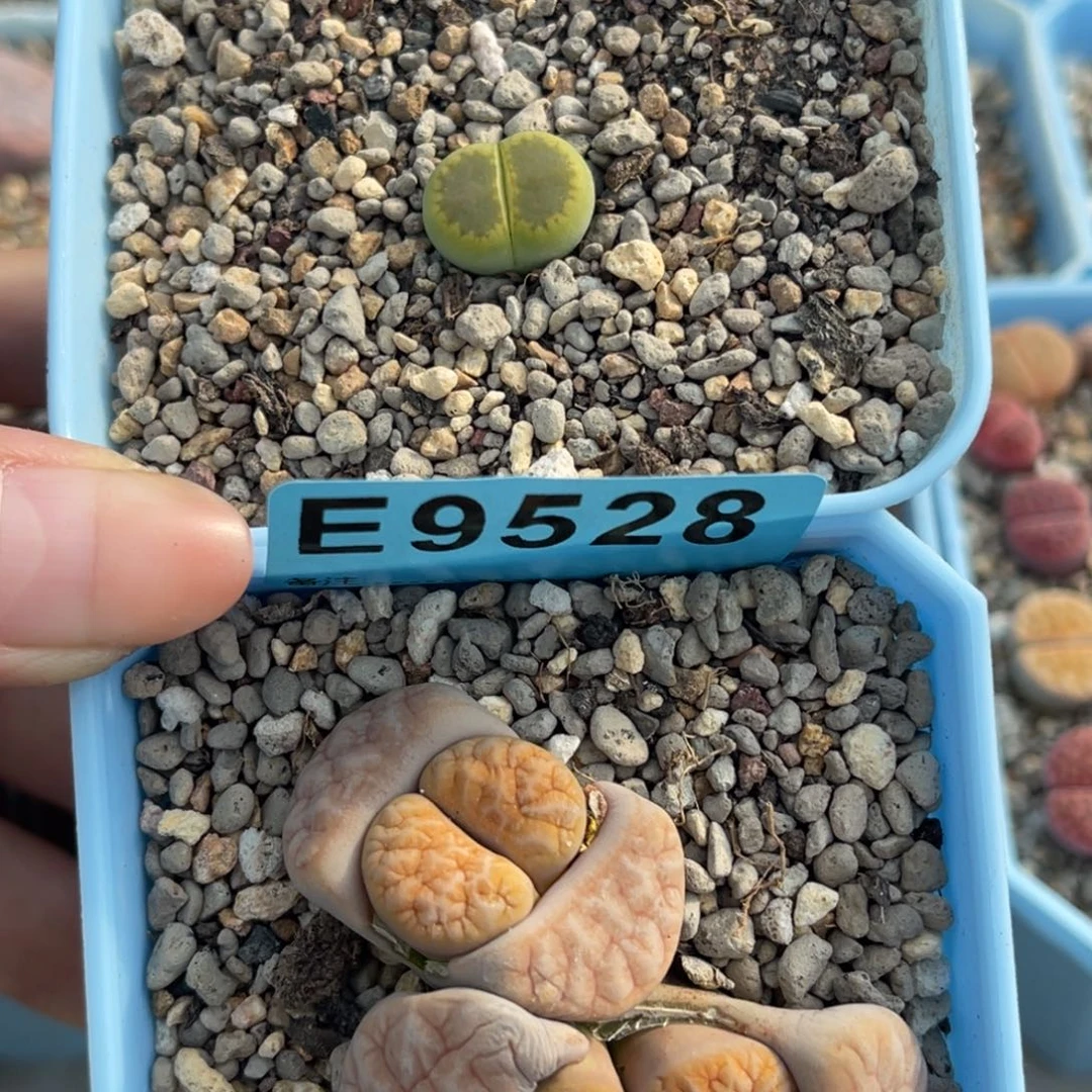 ᴍ***.9508，9528两颗上15下38