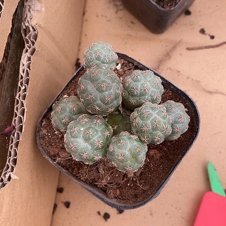 漂亮的小一物一拍