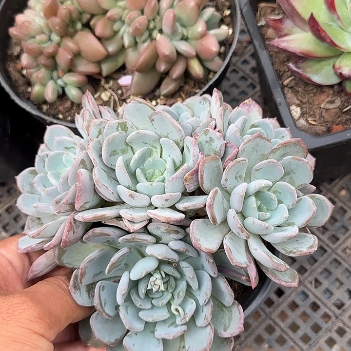 粉珍妮惊鸿一物一拍包装收缩花旱