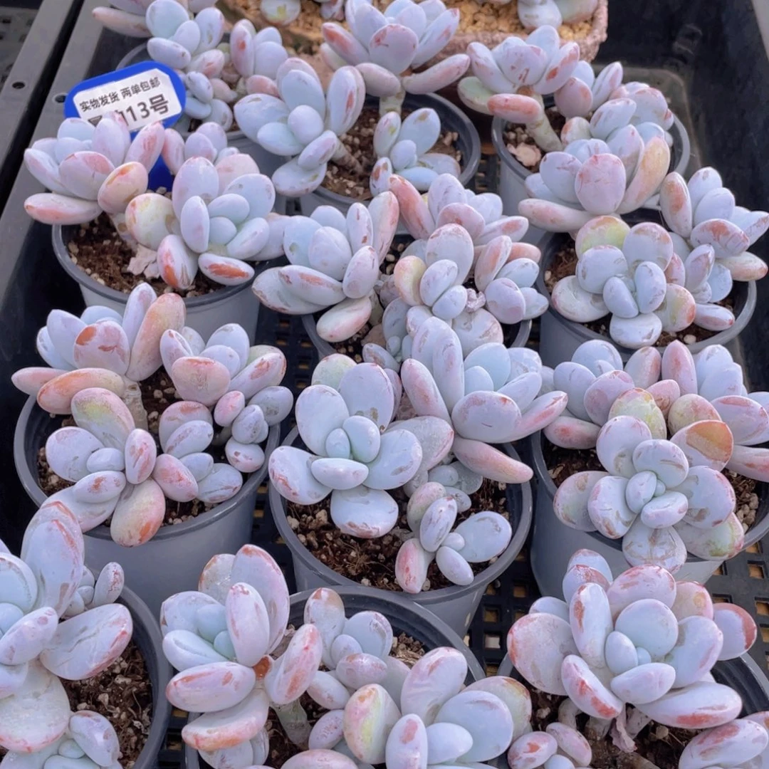 量拍13号 雪美人大群生一个