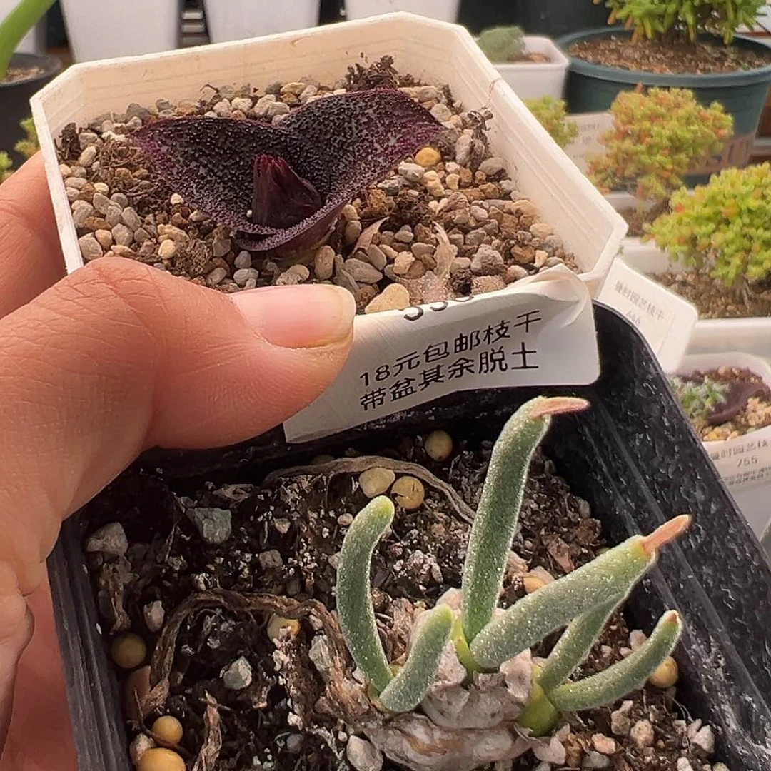 橙*?556号2颗12.23多肉