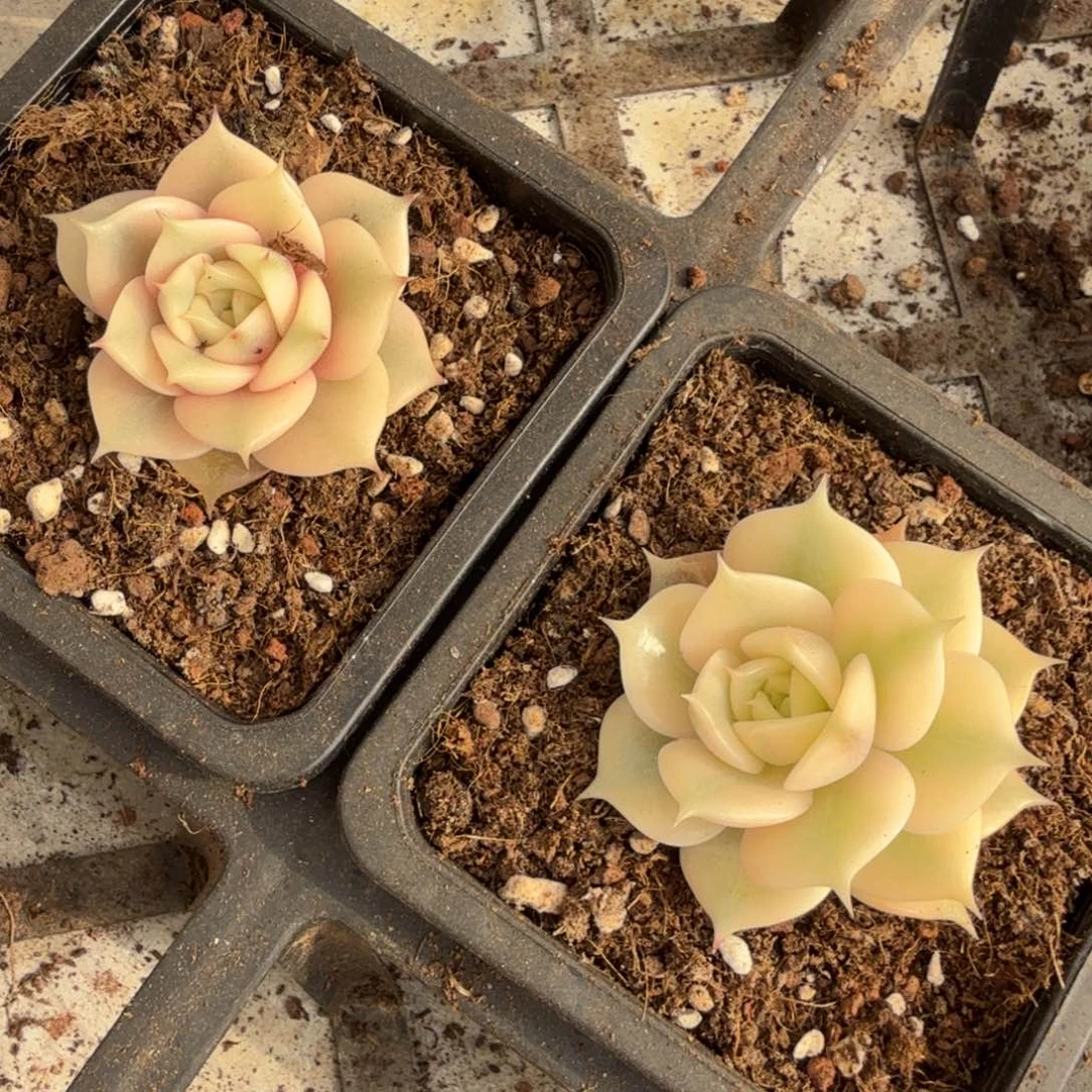 湖腹轮锦一个的价格