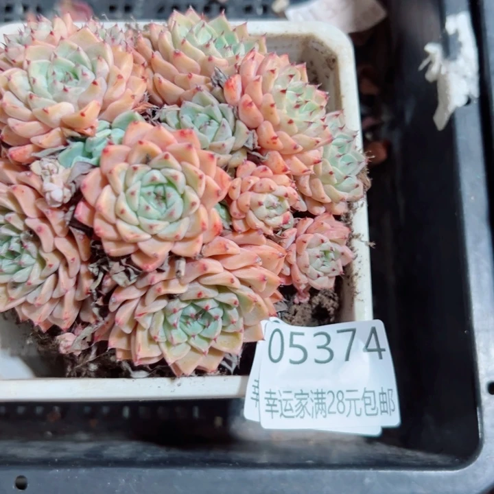 幸运的是你还没遇到你