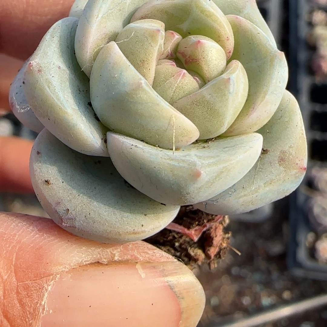 多肉小卡拉米糖心一物一拍