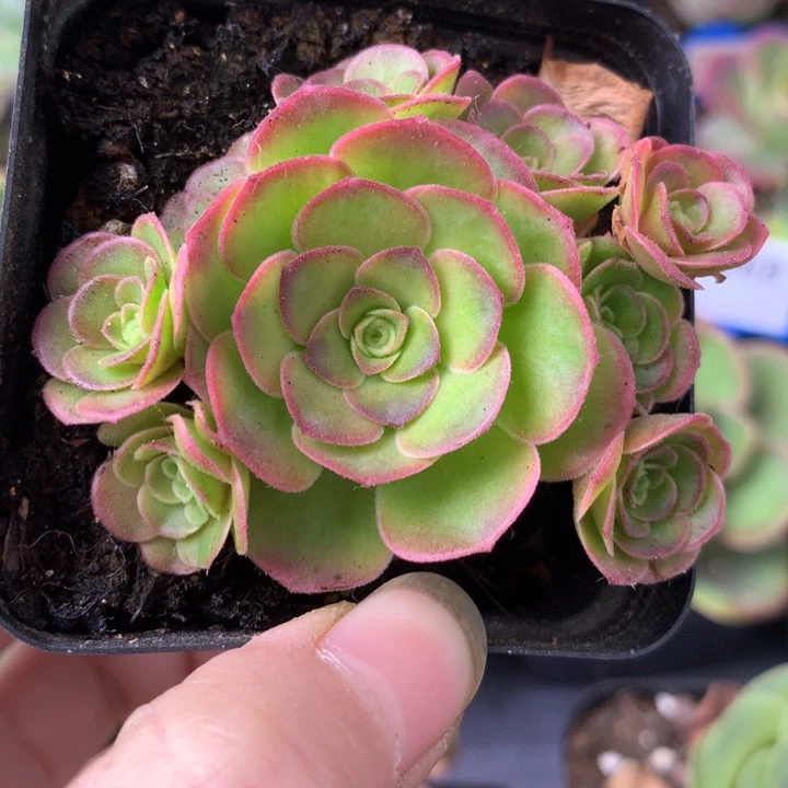 一物一拍四月天012