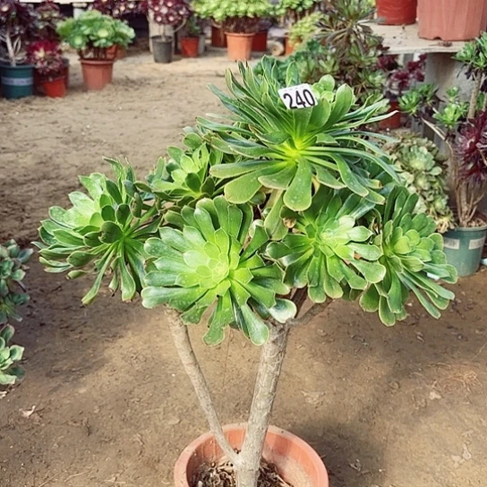 240绿法老桩法师