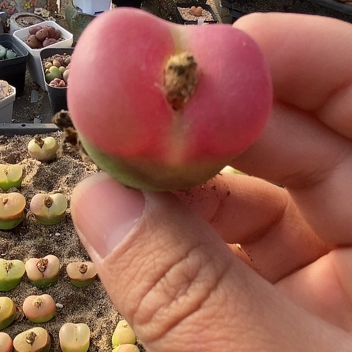 秧**芒27510单头一颗样本