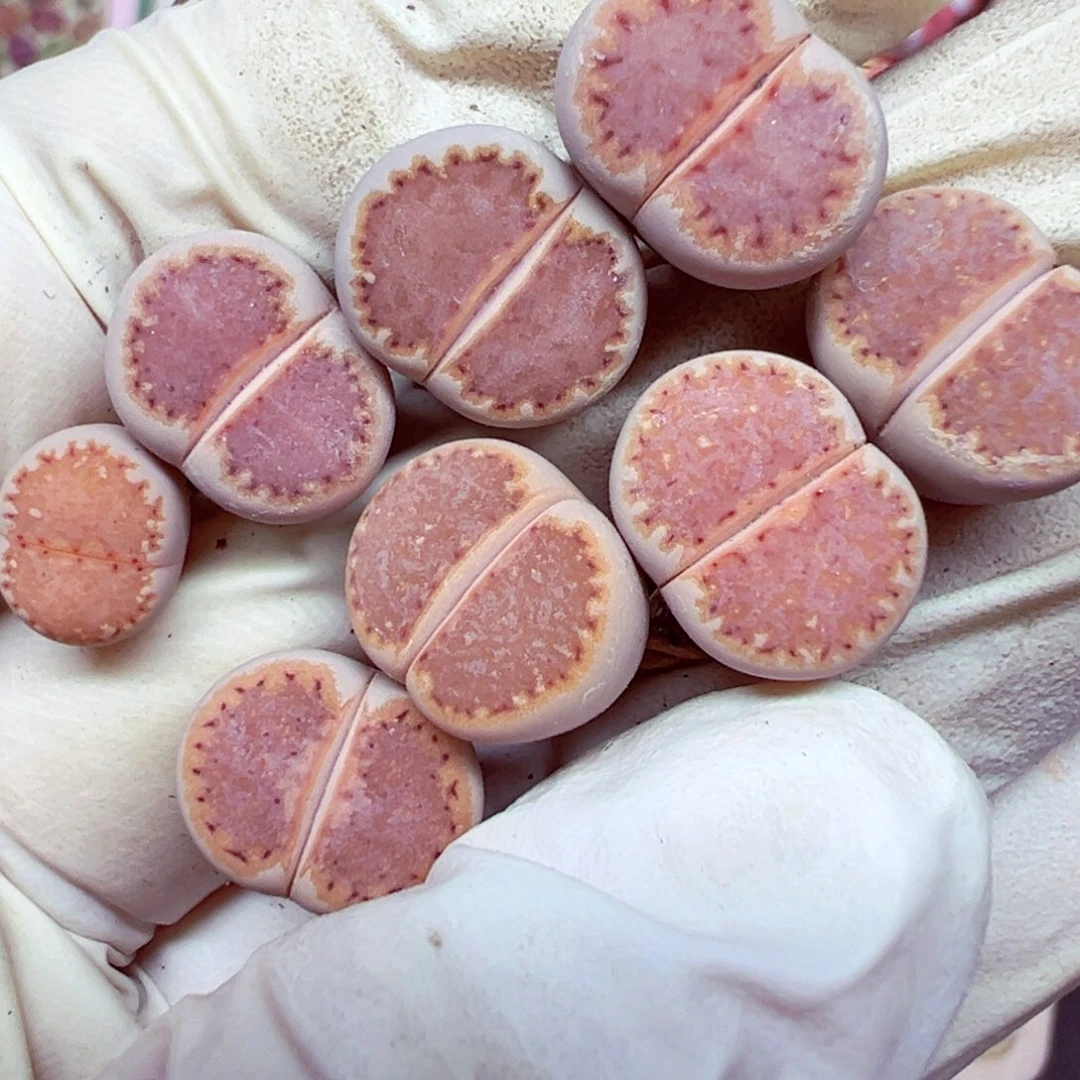 滑***风精致优秀的肉肉724-26