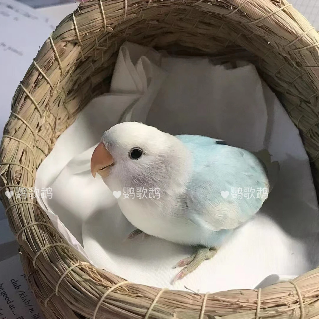 亲人手养面类牡丹鹦鹉半毛幼鸟牡丹鹦鹉观赏鸟桃脸鹦鹉（一物一拍）