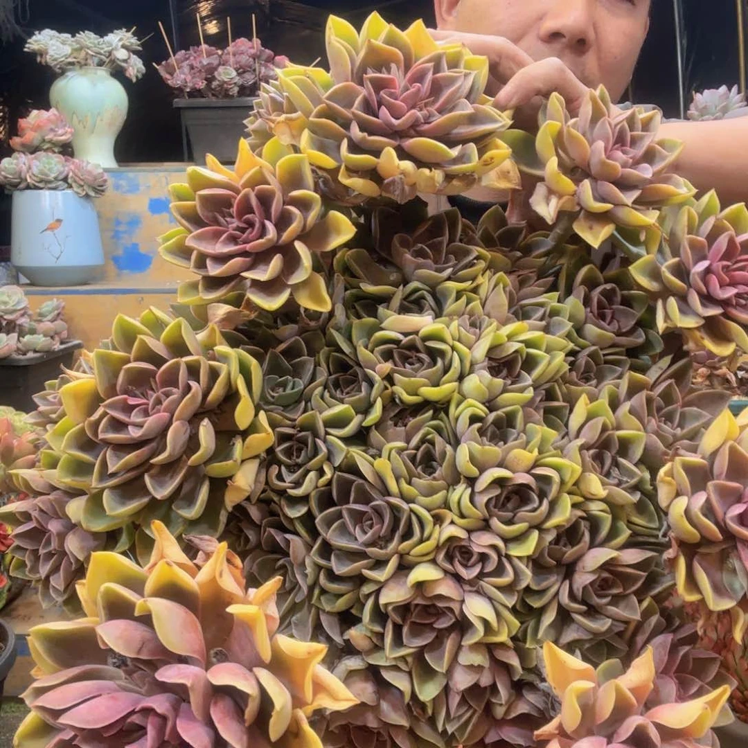 11-5 紫气东来发货物流 1111