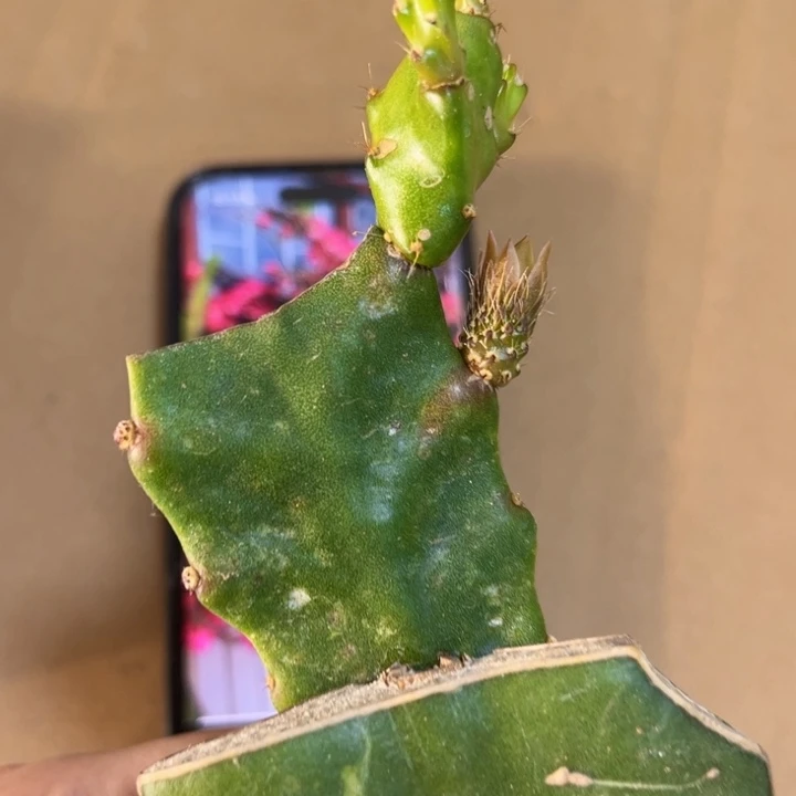 当前无花栽培后可以开花319