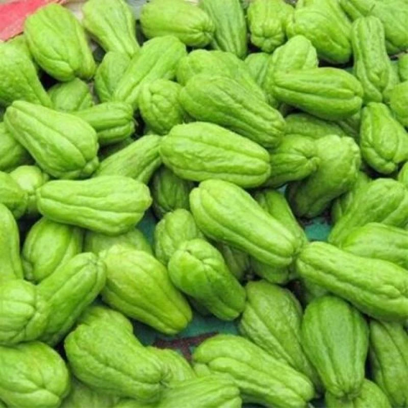 云南高山农家现摘新鲜佛手瓜清甜多汁薄皮蔬菜